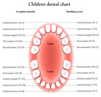 Dental Topics on Caring for Your Child's Teeth - Dentists4kids.com